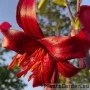 Liilia Red Velvet